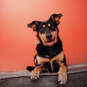 Il significato delle comunicazioni sonore dei Cani