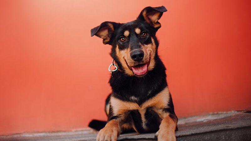 Il significato delle comunicazioni sonore dei Cani