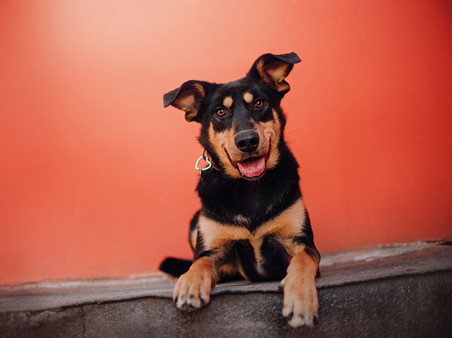 Il significato delle comunicazioni sonore dei Cani