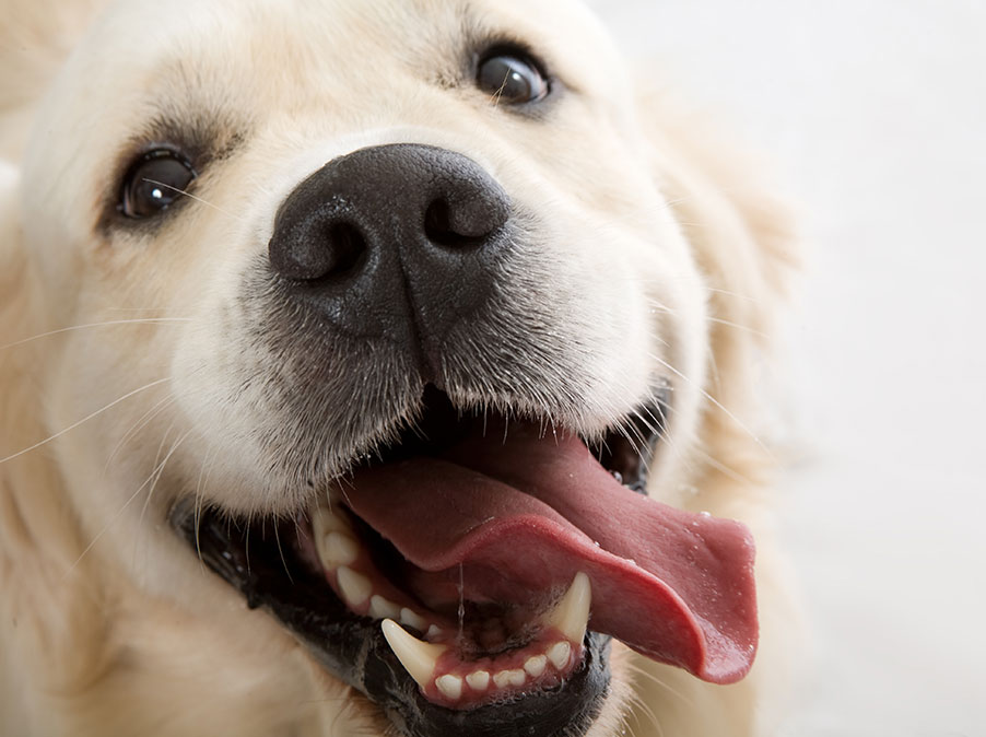L’educazione del Cane è una questione di scelte e motivazione