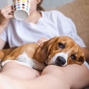 Piccole cose della vita quotidiana che rendono felice il Cane
