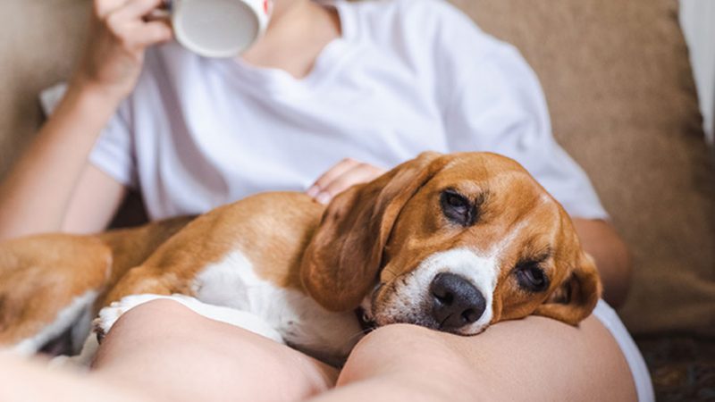 Piccole cose della vita quotidiana che rendono felice il Cane
