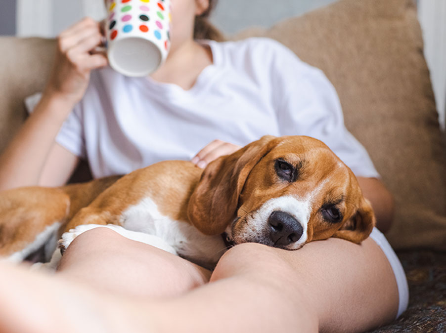 Piccole cose della vita quotidiana che rendono felice il Cane