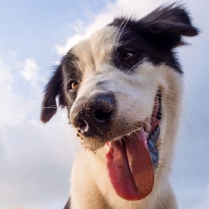 Il Cane può scegliere e decidere? Certamente sì