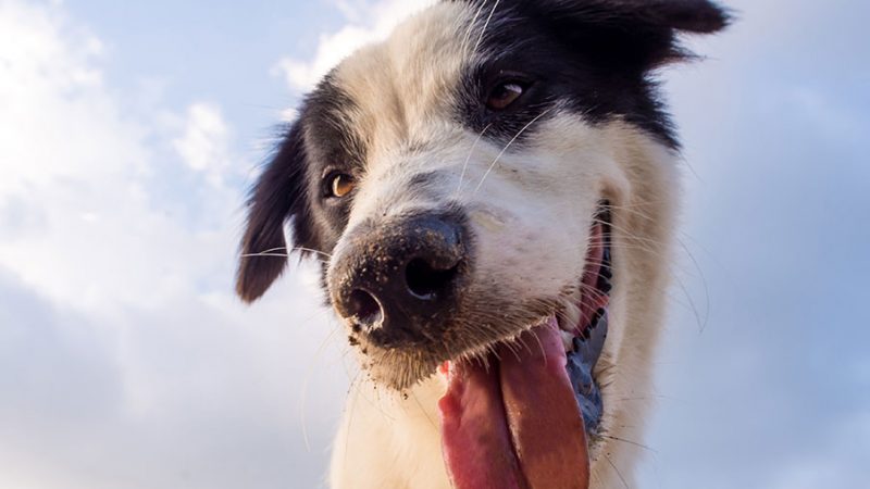 Il Cane può scegliere e decidere? Certamente sì