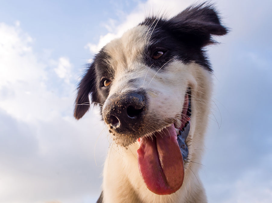 Il Cane può scegliere e decidere? Certamente sì