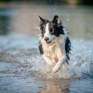 Cosa fare perchè il Cane risponda al richiamo