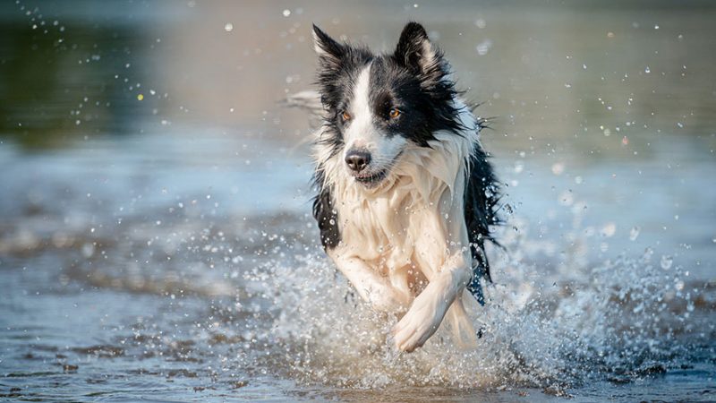 Cosa fare perchè il Cane risponda al richiamo
