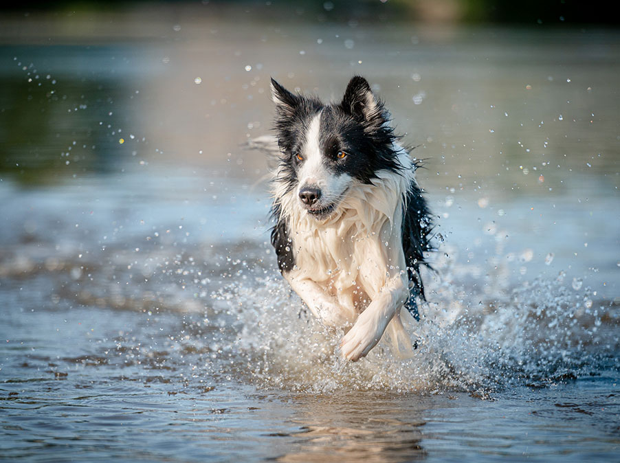 Cosa fare perchè il Cane risponda al richiamo