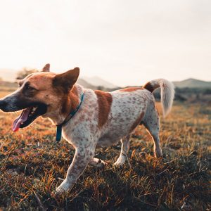 Con i Cani l’amore non basta, serve molto di più