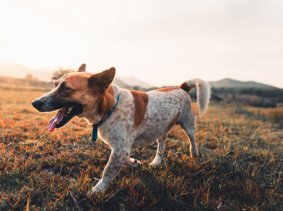 Con i Cani l’amore non basta, serve molto di più