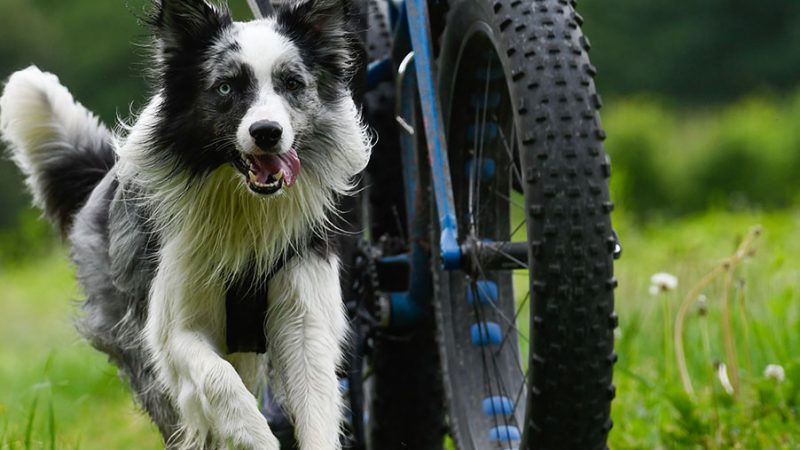 In bici con il Cane: Anche no