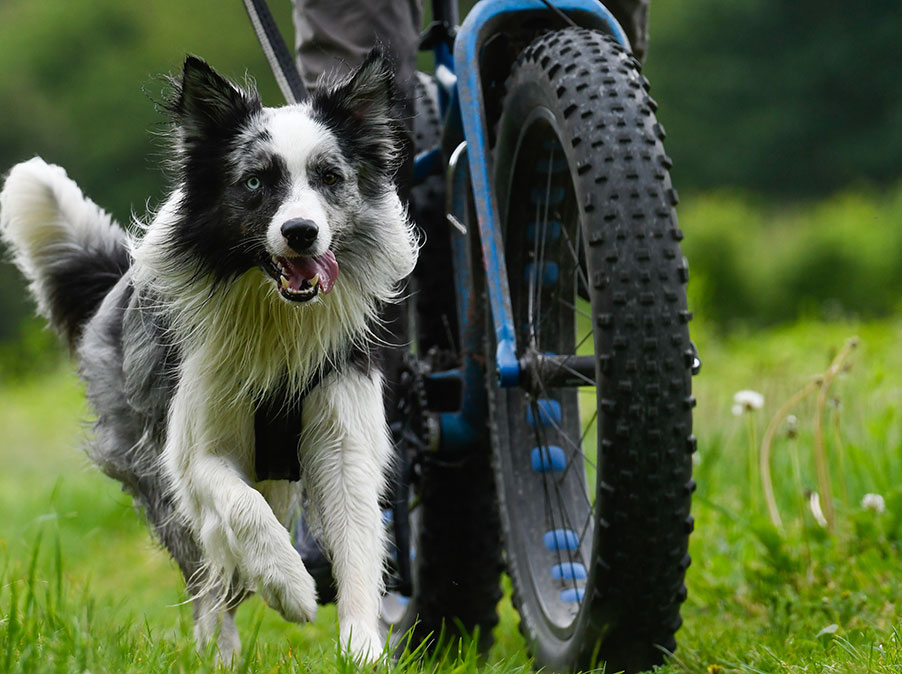 In bici con il Cane: Anche no
