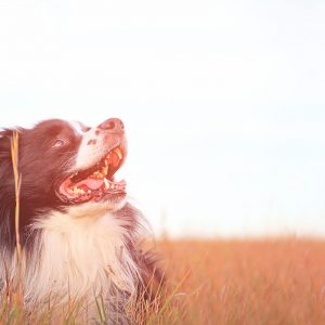 Cani: attenzione al caldo, è molto pericoloso per loro