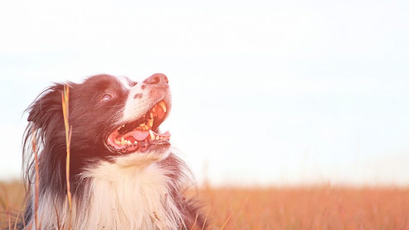 Cani: attenzione al caldo, è molto pericoloso per loro