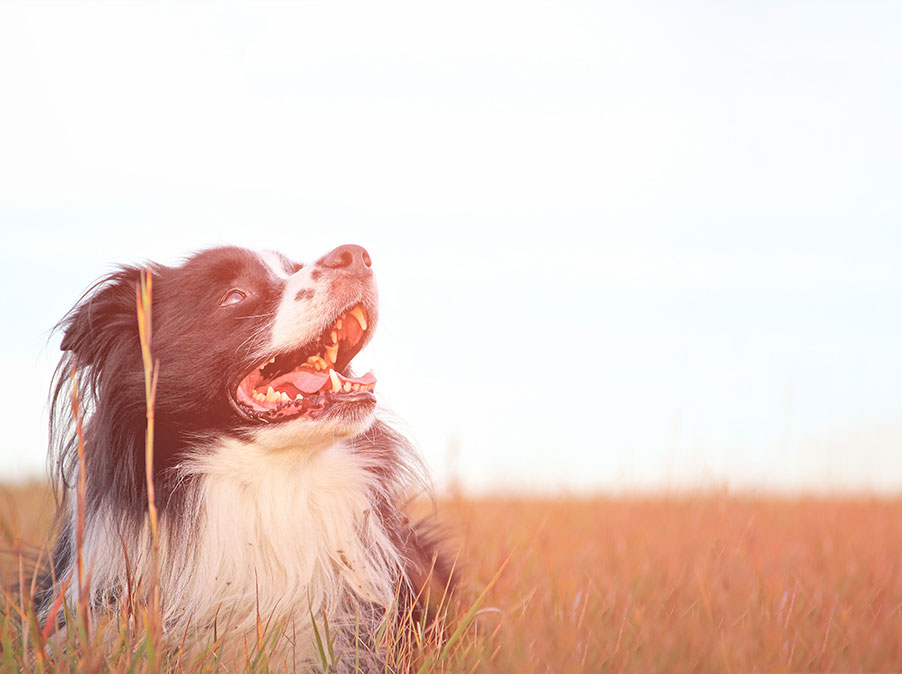 Cani: attenzione al caldo, è molto pericoloso per loro
