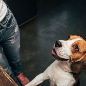 Dai suoni agli sguardi, la comunicazione umano-canina