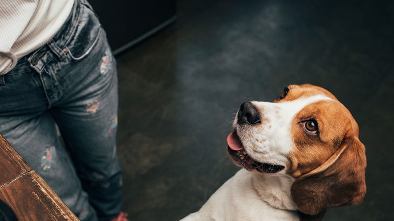 Dai suoni agli sguardi, la comunicazione umano-canina
