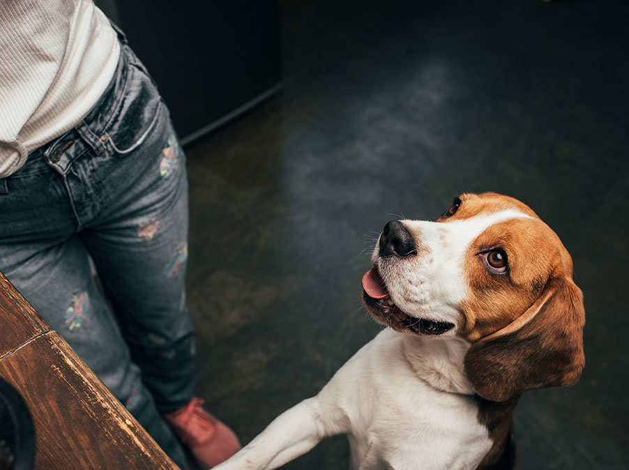 Dai suoni agli sguardi, la comunicazione umano-canina