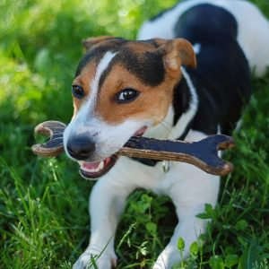 Perchè il Cane difende le sue risorse e cosa fare