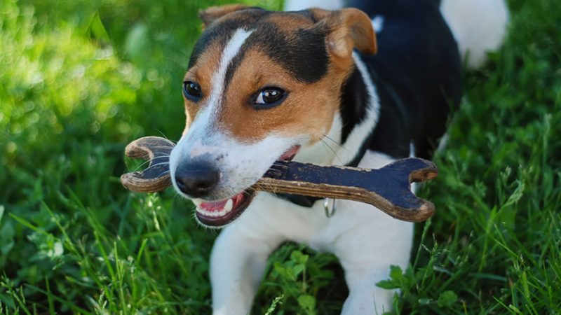 Perchè il Cane difende le sue risorse e cosa fare