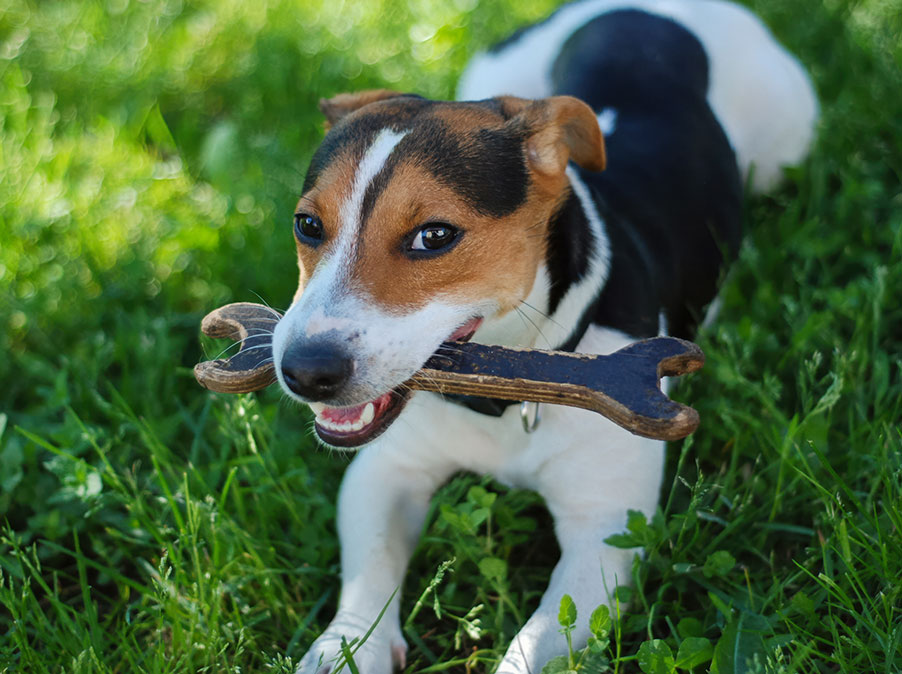 Perchè il Cane difende le sue risorse e cosa fare