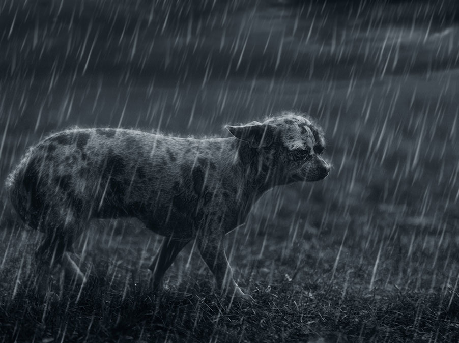 Educazione del Cane: NO assoluto al flooding