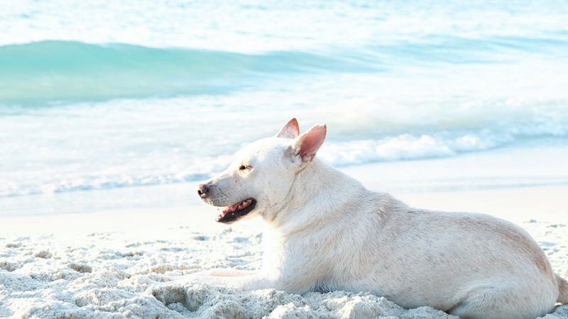 Andare al mare con il Cane, alcune cose a cui fare attenzione