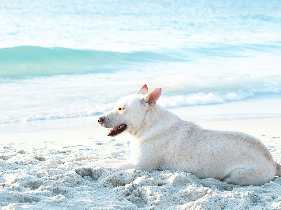 Andare al mare con il Cane, alcune cose a cui fare attenzione