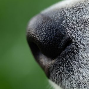 Perchè annusare è fondamentale per i Cani