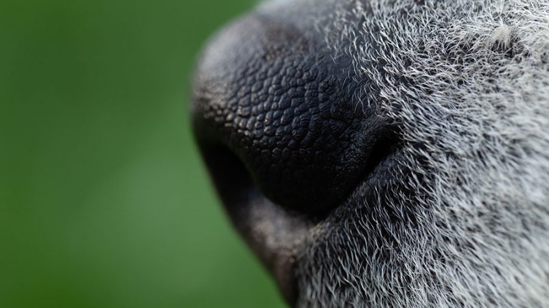 Perchè annusare è fondamentale per i Cani