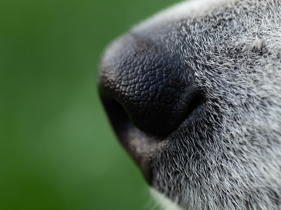 Perchè annusare è fondamentale per i Cani