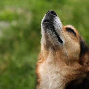I Cani prevedono il futuro, con l’olfatto