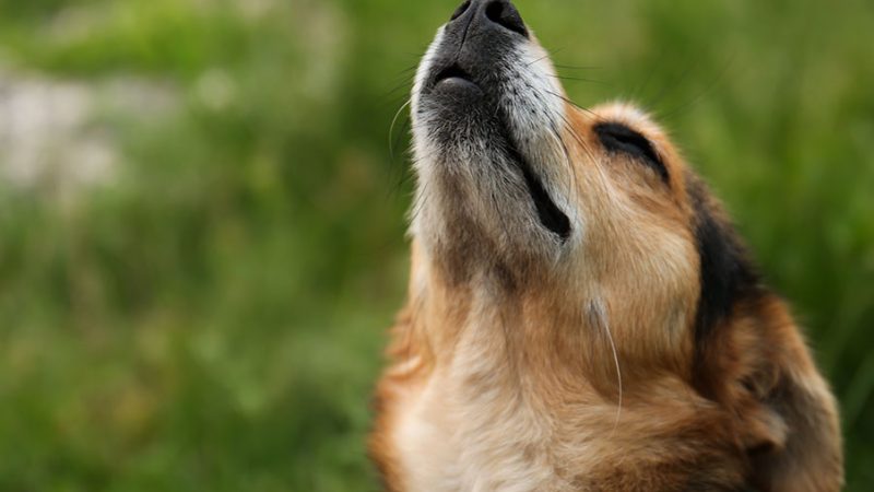 I Cani prevedono il futuro, con l’olfatto