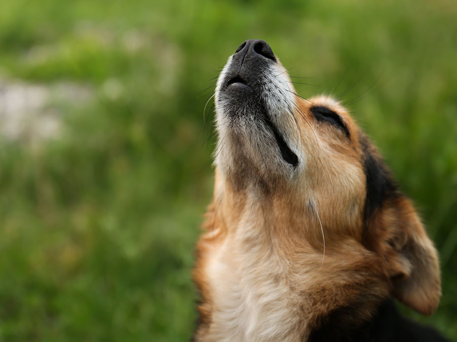 I Cani prevedono il futuro, con l’olfatto