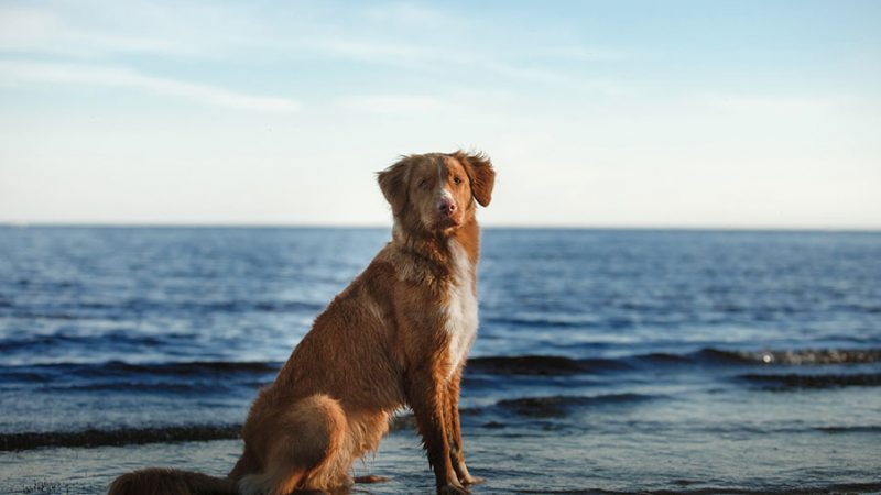 Come riconoscere il dolore nel Cane