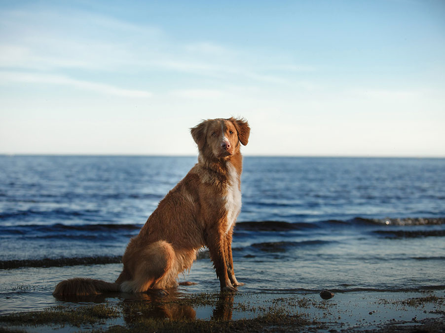 Come riconoscere il dolore nel Cane