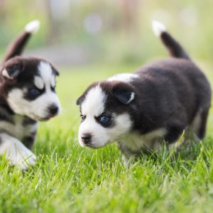 Prendere due cuccioli insieme: i pro e i contro