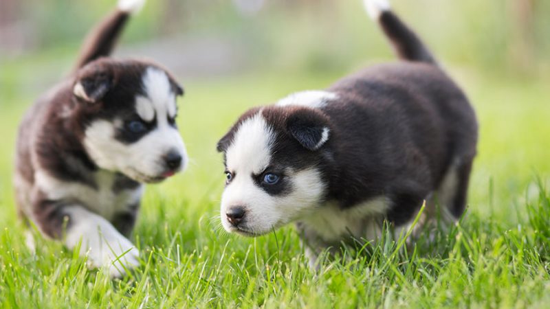 Prendere due cuccioli insieme: i pro e i contro