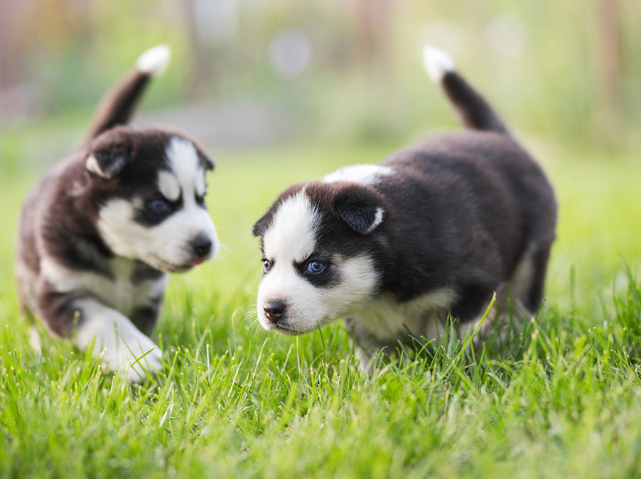 Prendere due cuccioli insieme: i pro e i contro