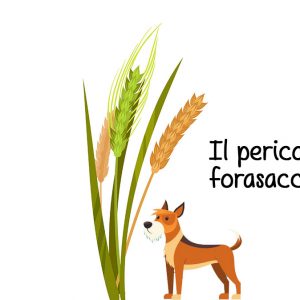 Cani: il pericolo dei forasacchi e cosa fare