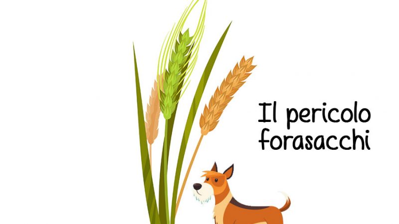 Cani: il pericolo dei forasacchi e cosa fare