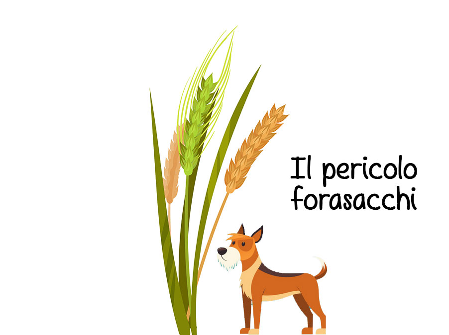 Cani: il pericolo dei forasacchi e cosa fare