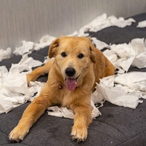 Perchè il Cane si comporta male e come intervenire