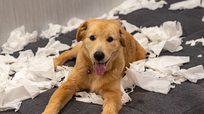 Perchè il Cane si comporta male e come intervenire