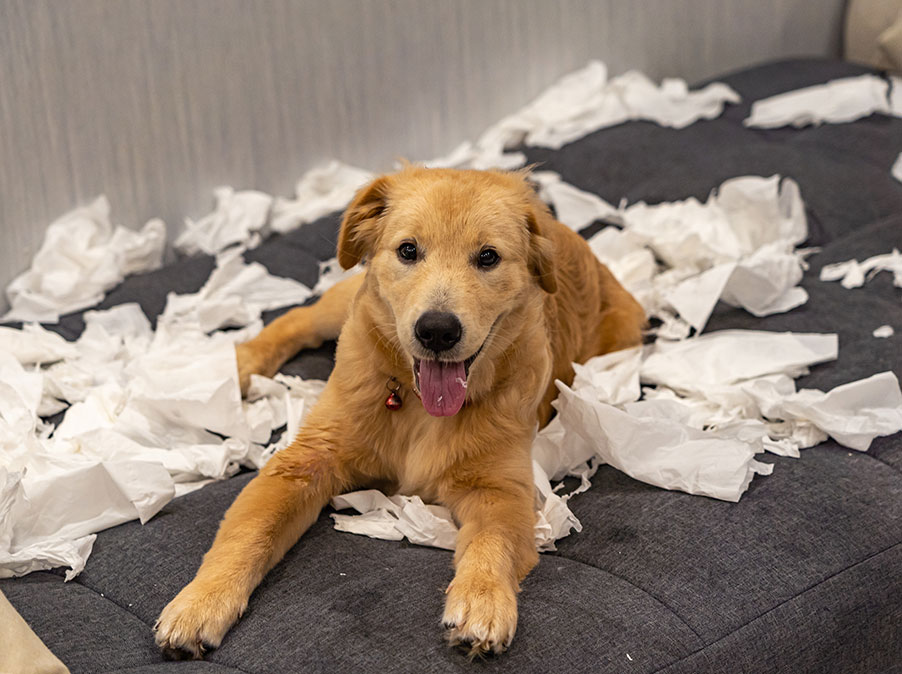 Perchè il Cane si comporta male e come intervenire