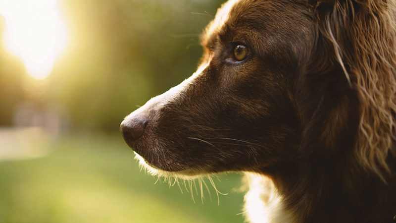 Cosa fare per cambiare il comportamento del Cane