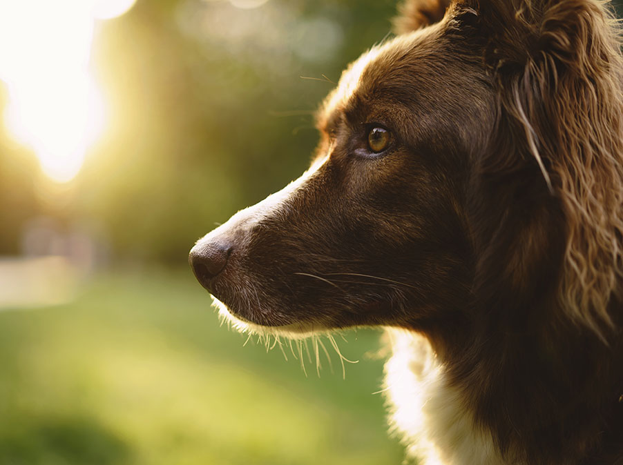 Cosa fare per cambiare il comportamento del Cane