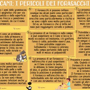 Cani: il pericolo dei forasacchi e cosa fare