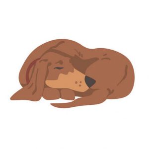 Le caratteristiche e la gestione del Cane anziano